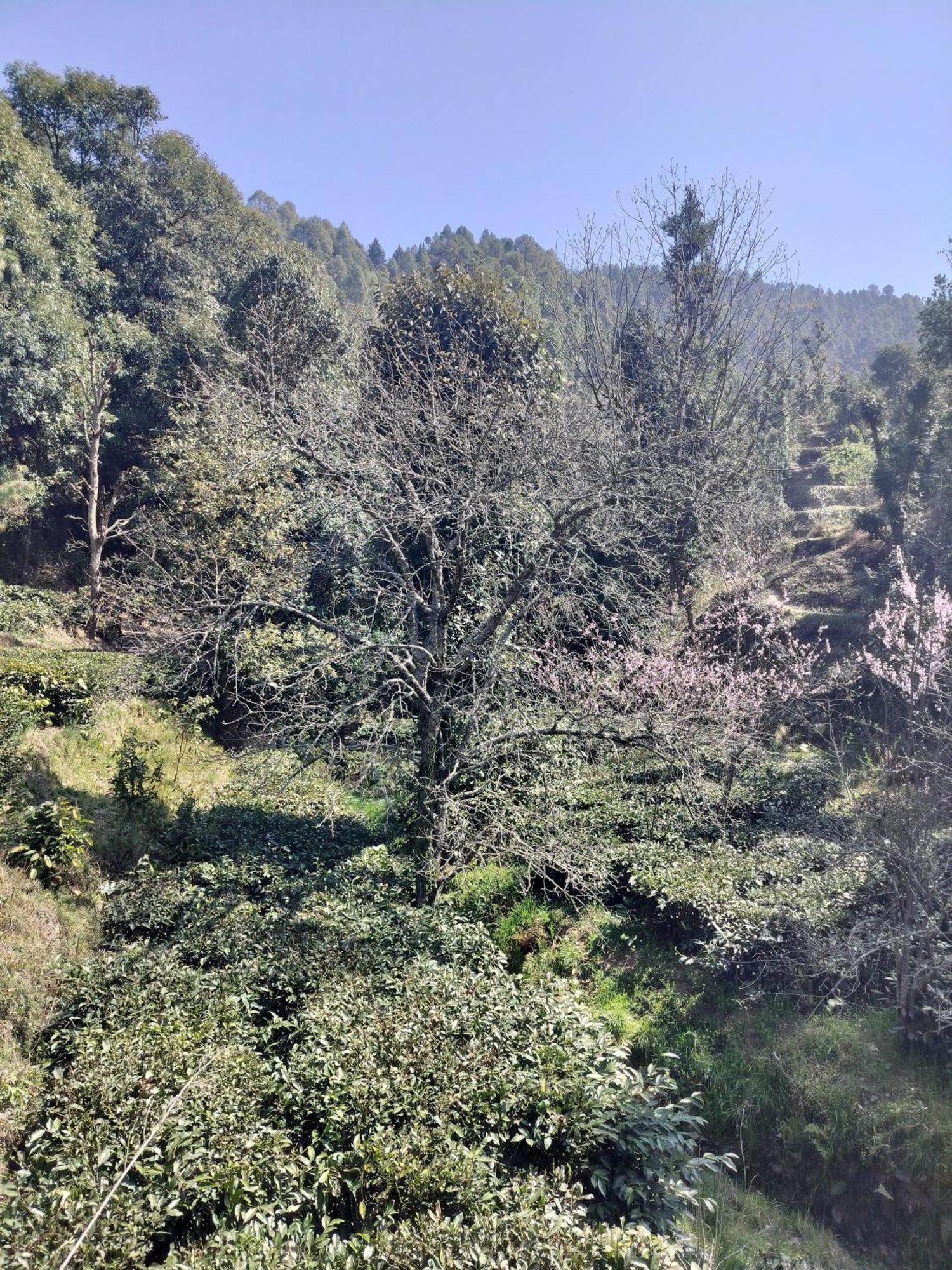Francolin Lodge-farmstay @ Darima Farm stay Mukteshwar